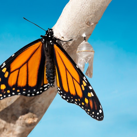 closeup of a monarch butterfly on a branch